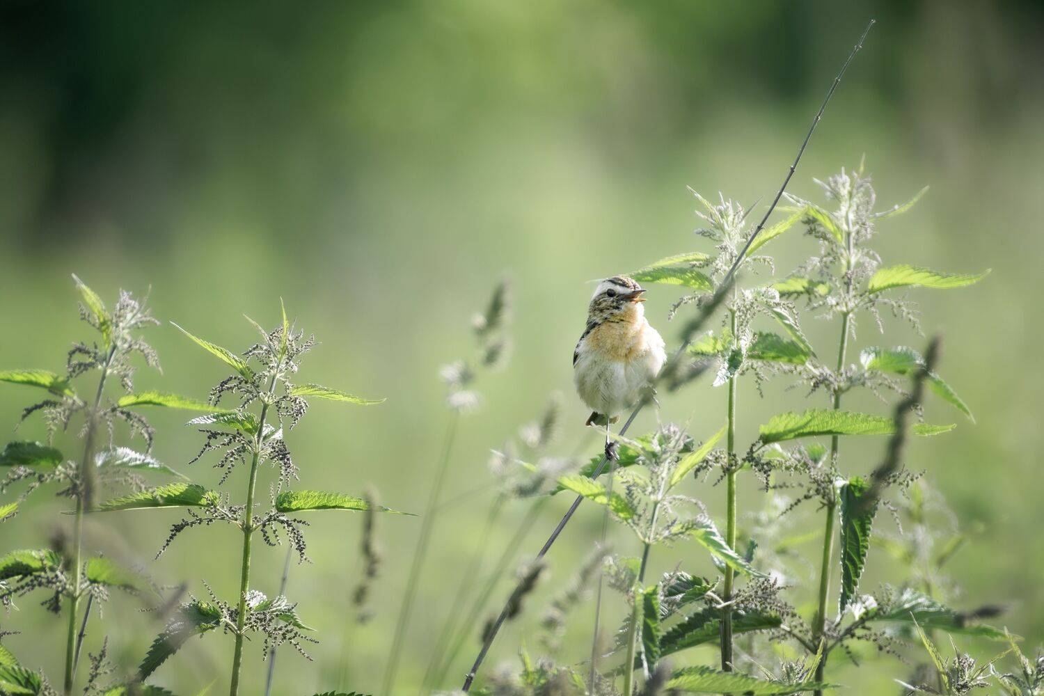 , Полина Шальнева