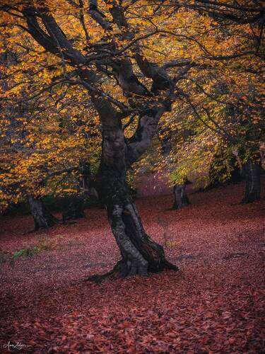 Dancing Tree