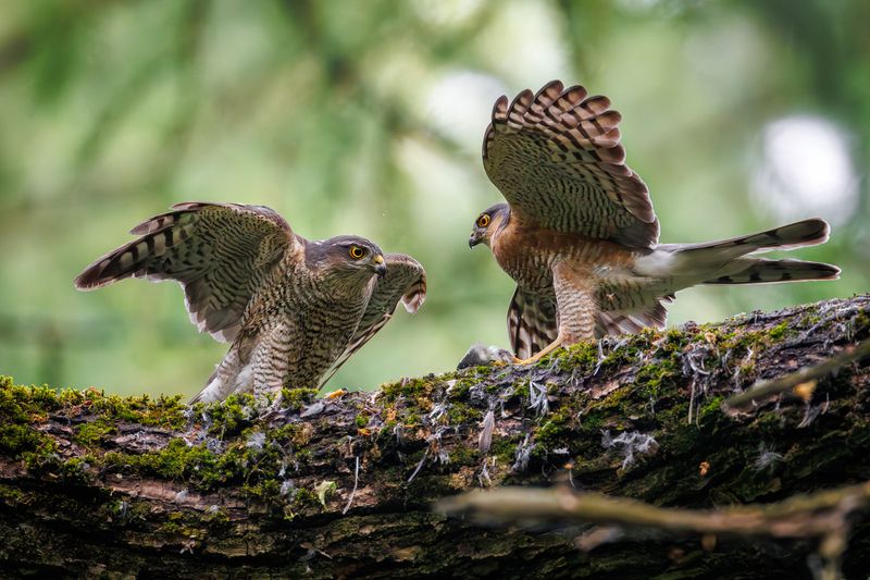 Семейные разборки фото превью