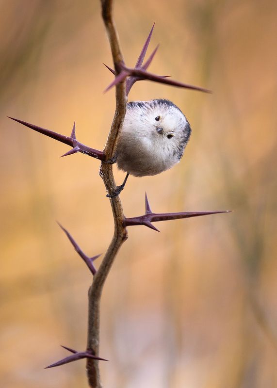 Long-tailed Ti фото превью