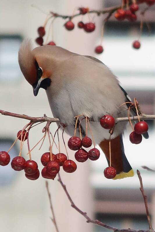 свиристель, птицы Залетела в город фото превью