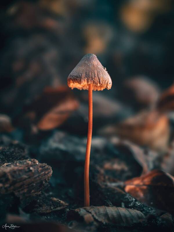 mushroom, travel, landscape, nature, photography Glowing Mushroom фото превью