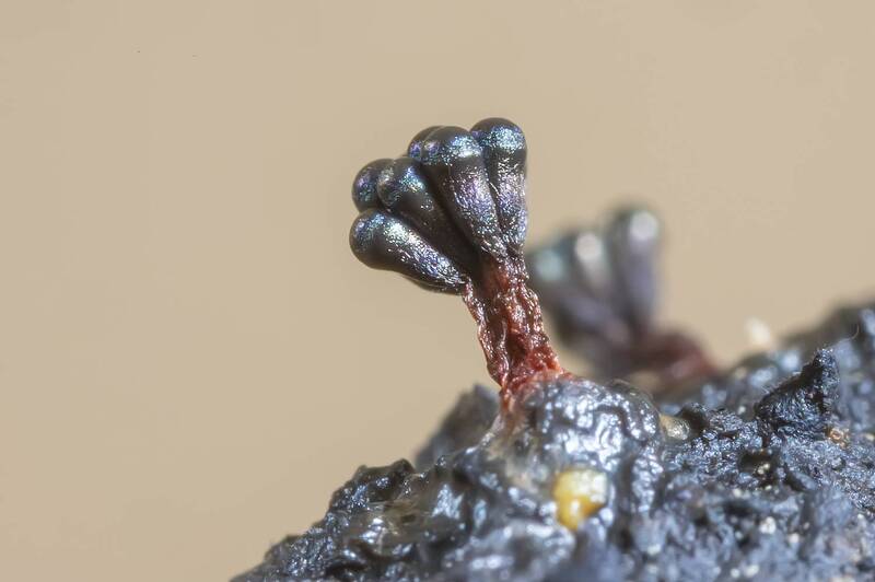 миксомицеты, влажная камера, споры, нить капиллиция, спорофоры, метатрихия Миксомицет Metatrichia vesparia фото превью