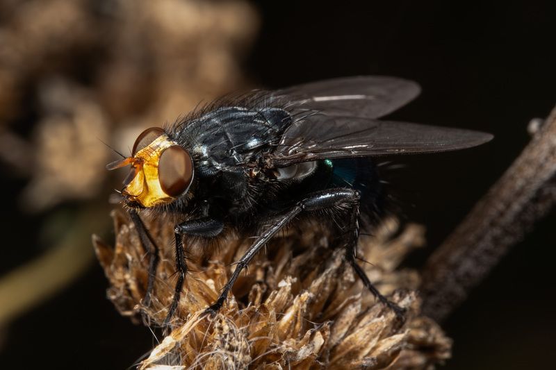 макро, насекомые Муха Мёртвых (Cynomya mortuorum) фото превью