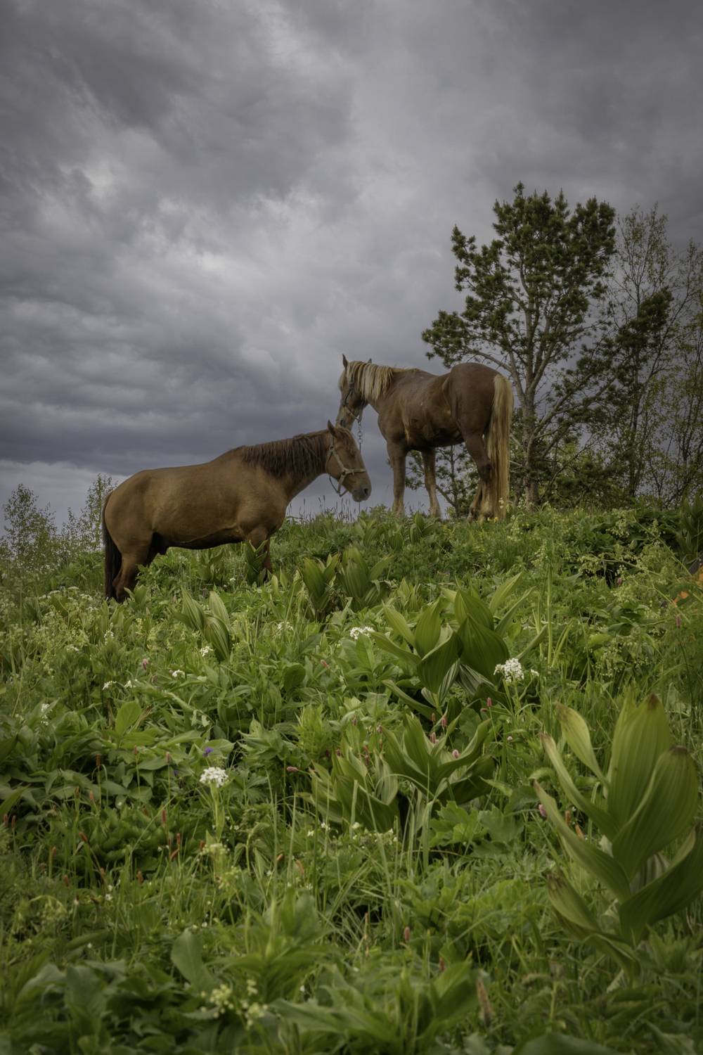 Россия, республика Адыгея, Большой Тхач, лошади, Гаврилов Юрий