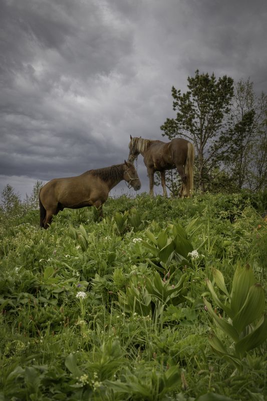 Россия, республика Адыгея, Большой Тхач, лошади В природном парке Большой Тхач фото превью