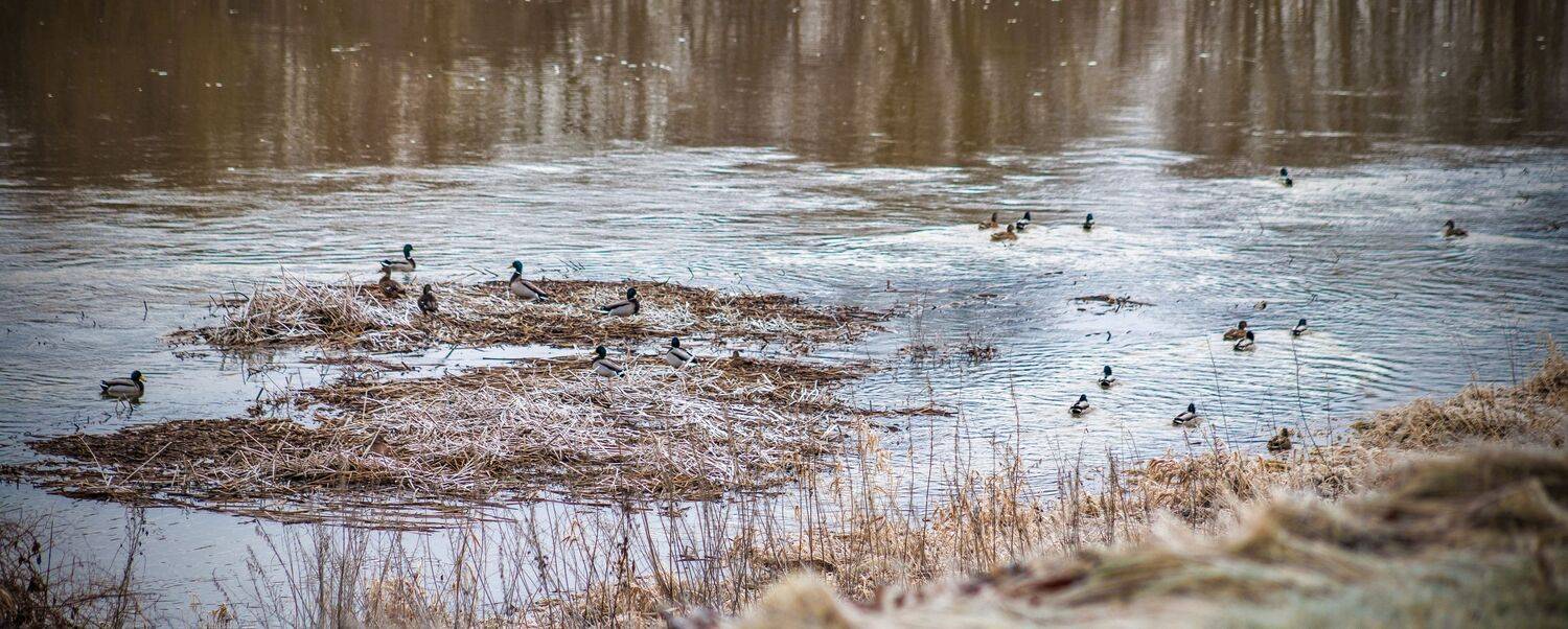 ūdens, putni, ziema, Cielava Dace