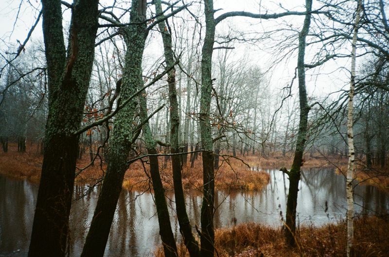 осень, Мещера, болото Осенняя Мещера фото превью