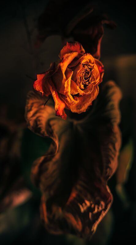 roze, dzeltens, zieds Sausā roze фото превью