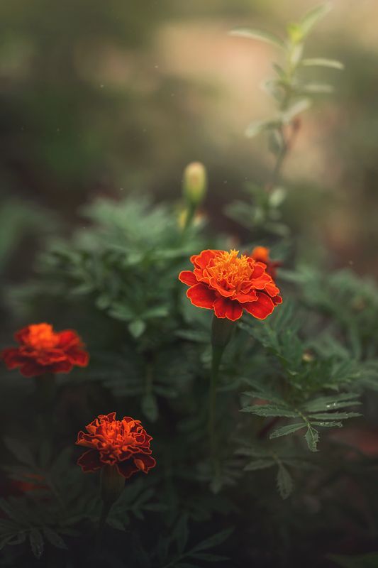 Бархатцы (Tagétes) фото превью