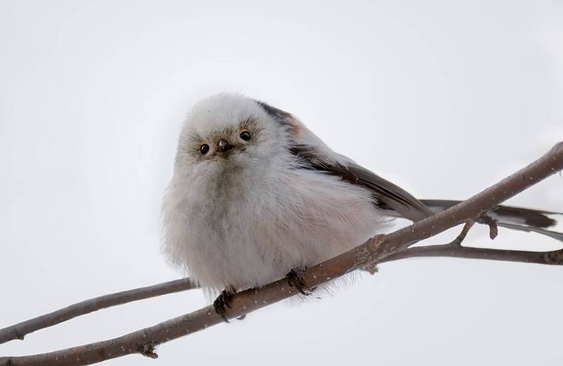 Отказались умываться, категорически!! (6 фото) фото превью