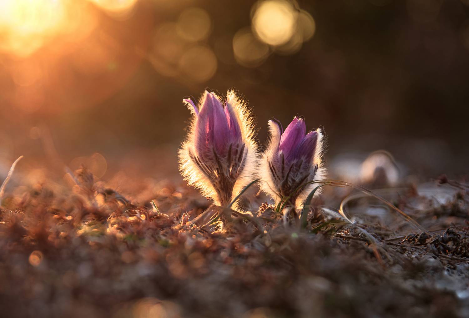 крым, Добролюбова Тамара