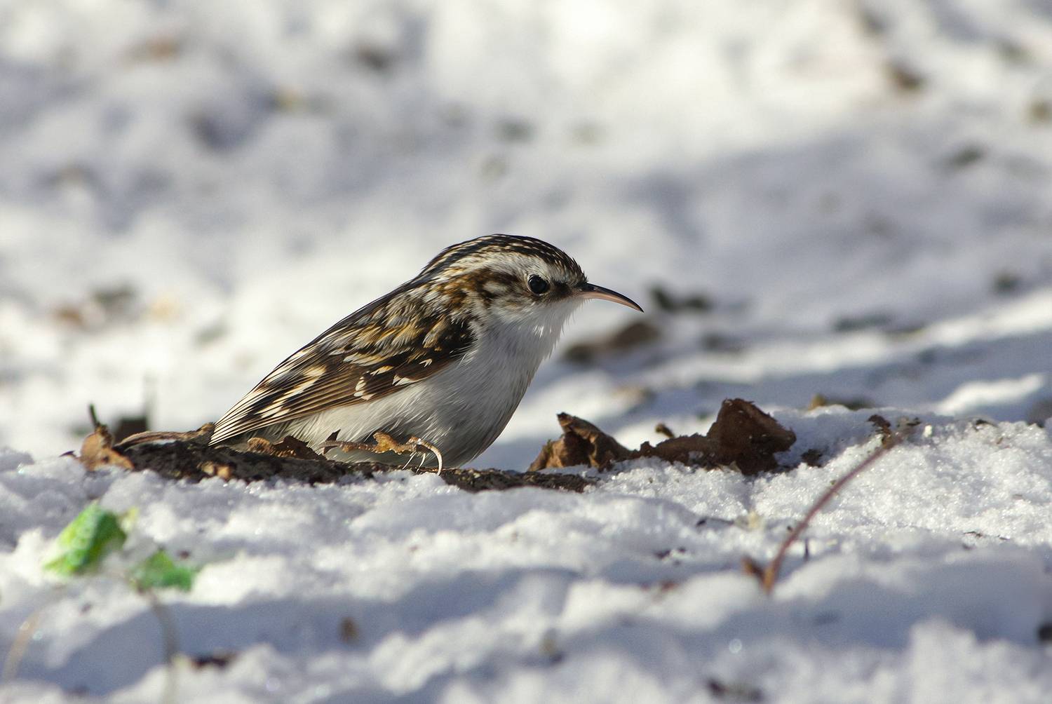 пищуха, обыкновенная пищуха, certhia familiaris, КарОл
