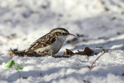 Обыкновенная пищуха