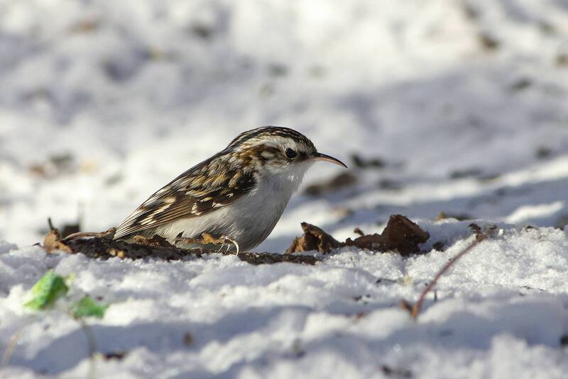 пищуха, обыкновенная пищуха, certhia familiaris Обыкновенная пищуха фото превью