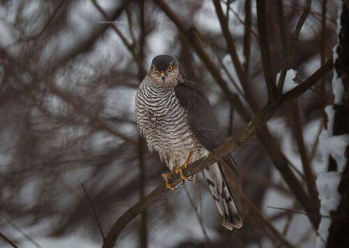 Где моя еда ...