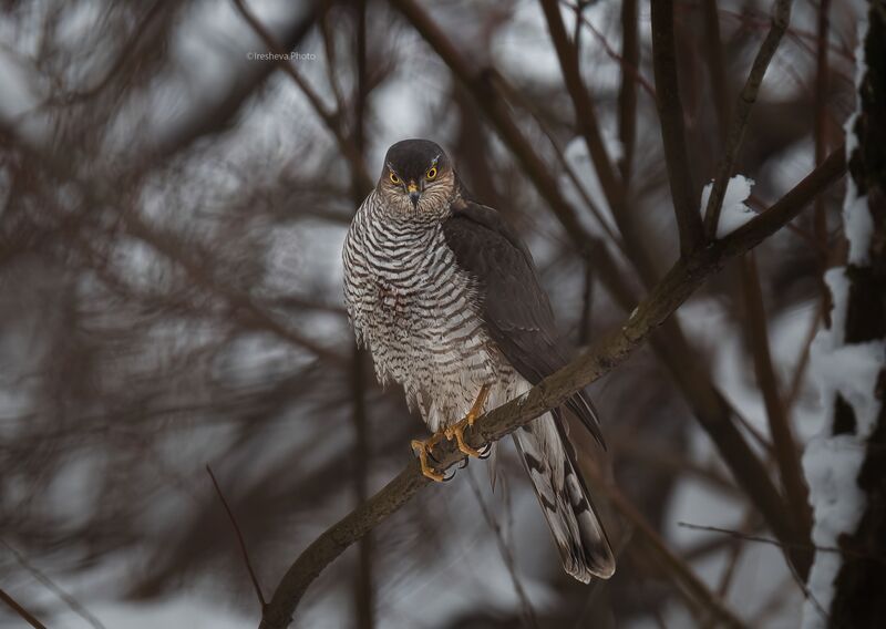 Ястреб, ястреб-перепелятник, перепелятник, хищник, птица Где моя еда ... фото превью