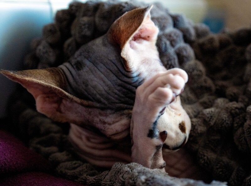 фото превью