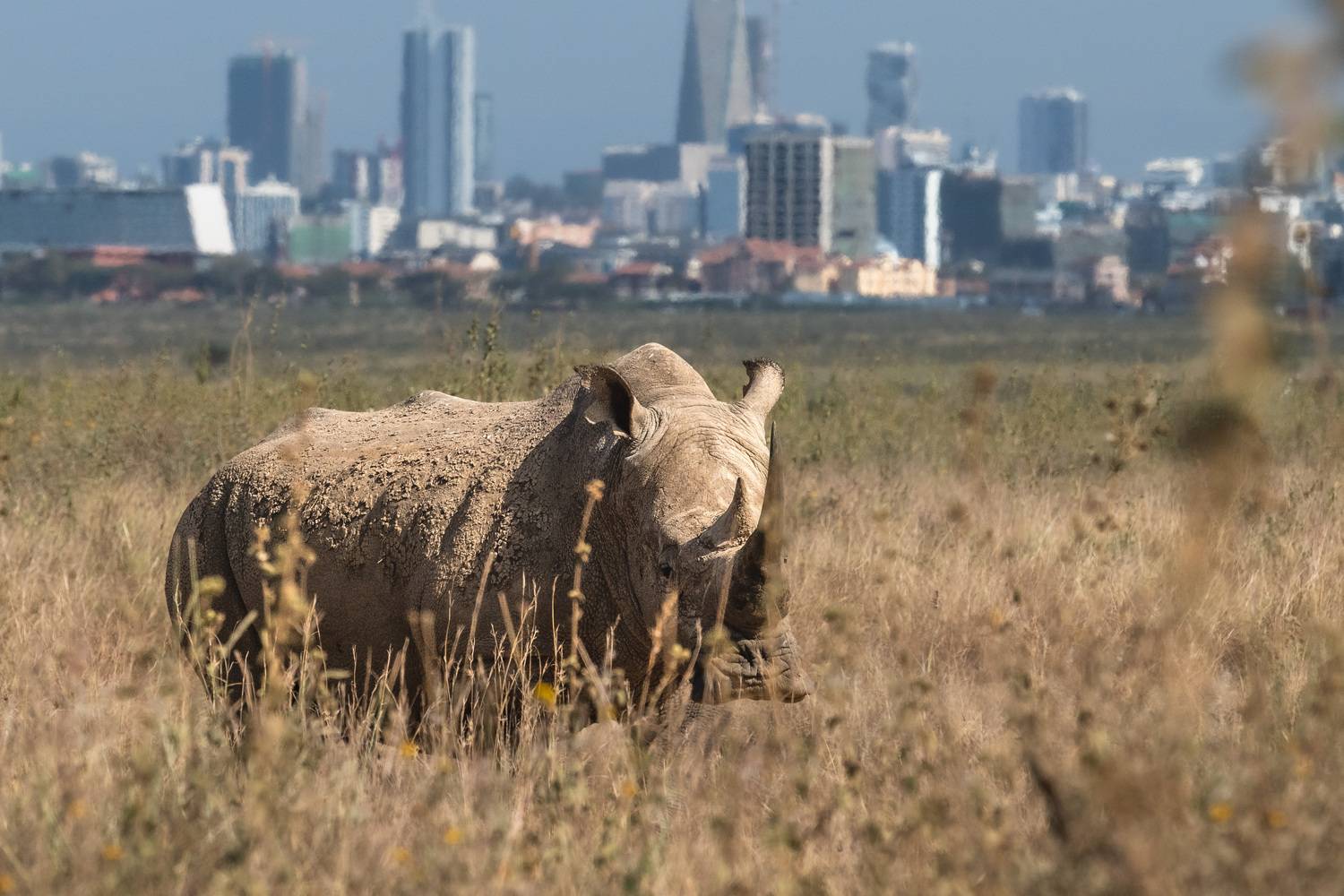 , Николаев Дмитрий