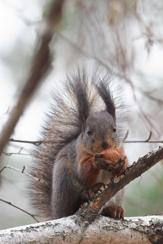 белка, scribus vulgaris # фото превью