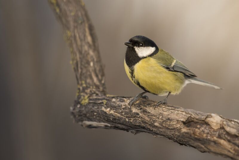 nikon, 200-500, nikon 200-500 Синица фото превью