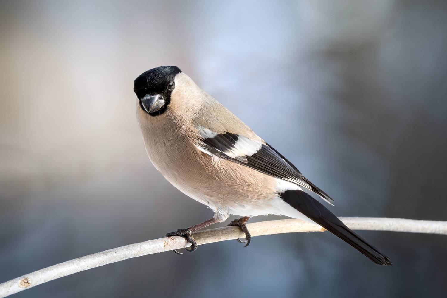 Фотоохота, снегирь, снегирка, птицы, зима, Москва, Измайлово, Михаил Ездаков