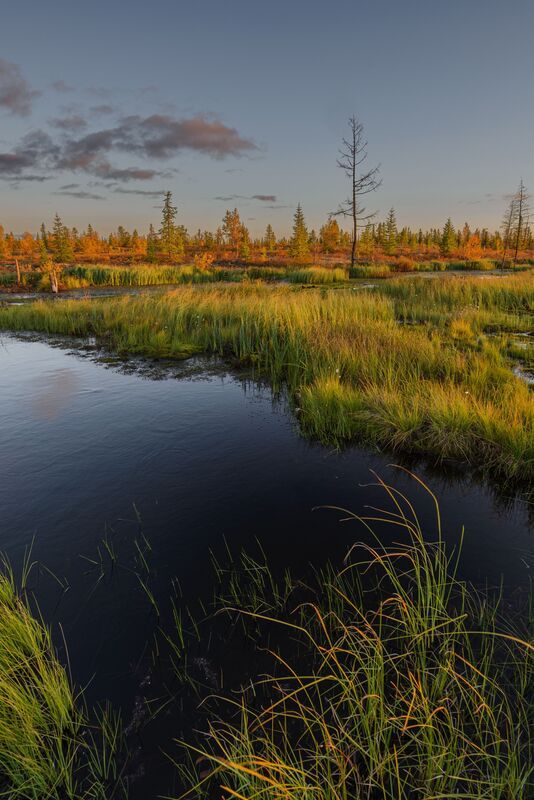 осень, болото, вода, небо, надым, янао Осень в тундре фото превью