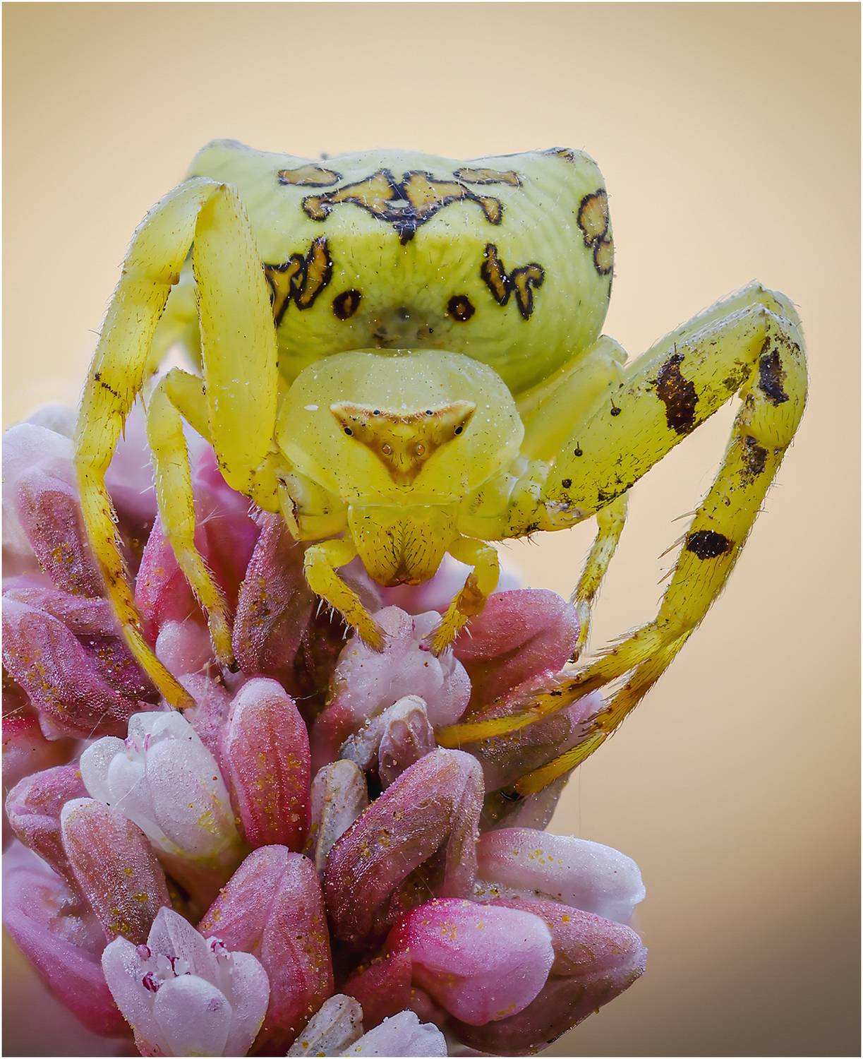 паук, паук краб, паук бокоход, thomisus citrinellus, Alexsandr Grigoriev