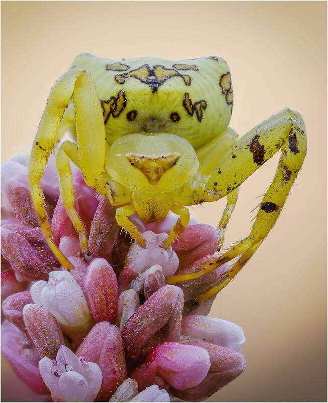 паук, паук краб, паук бокоход, thomisus citrinellus Паук-бокоход,паук-краб.(Thomisus citrinellus) фото превью