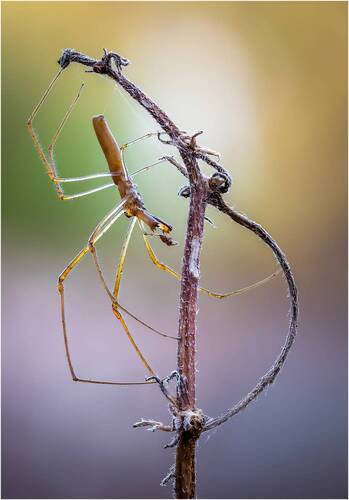 Паук.Tetragnatha nitens.
