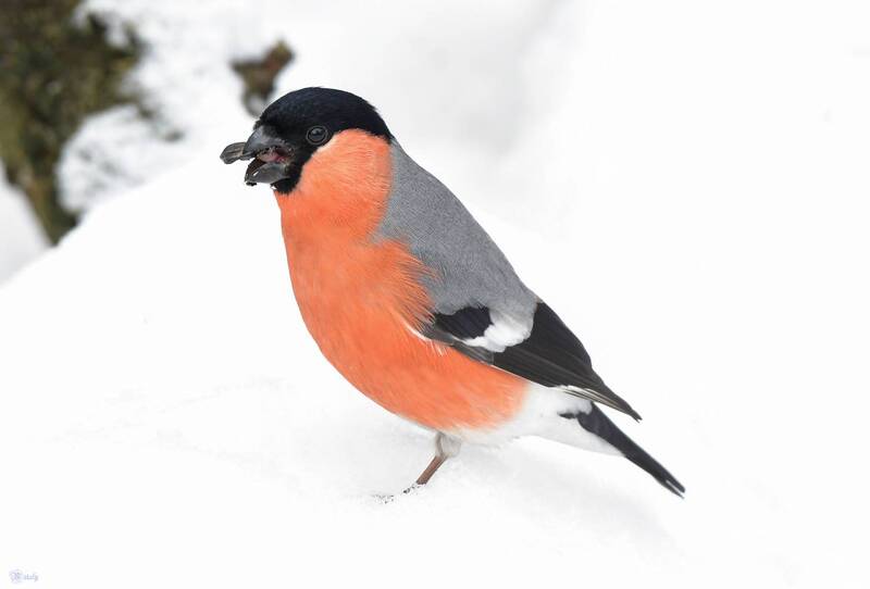 Снегирь фото превью