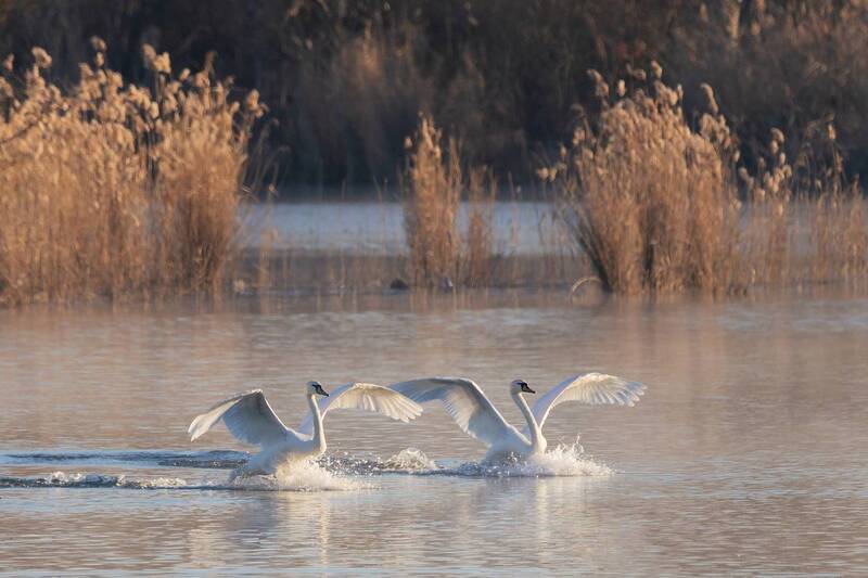 лебеди, озеро, утро, лысуха, кбр, свет В утреннем свете фото превью