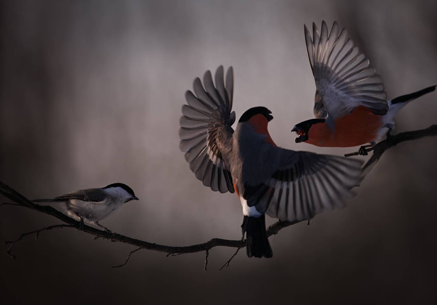 , Баранов Олег