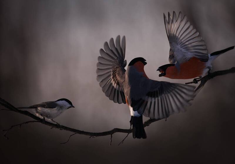 *** фото превью