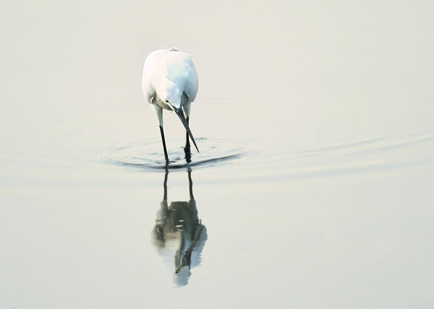 bird, water, sea, lake, reflection, art, feather, shadow, highkey, portrait, scene, G N RAJA