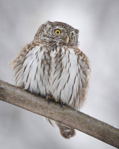 Пушистый чертик