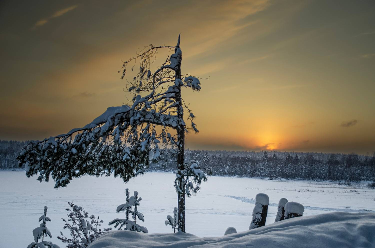 , Настя Махова