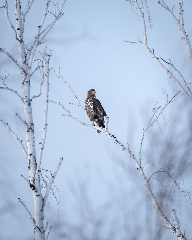 Молодой Орлан Белохвост фото превью