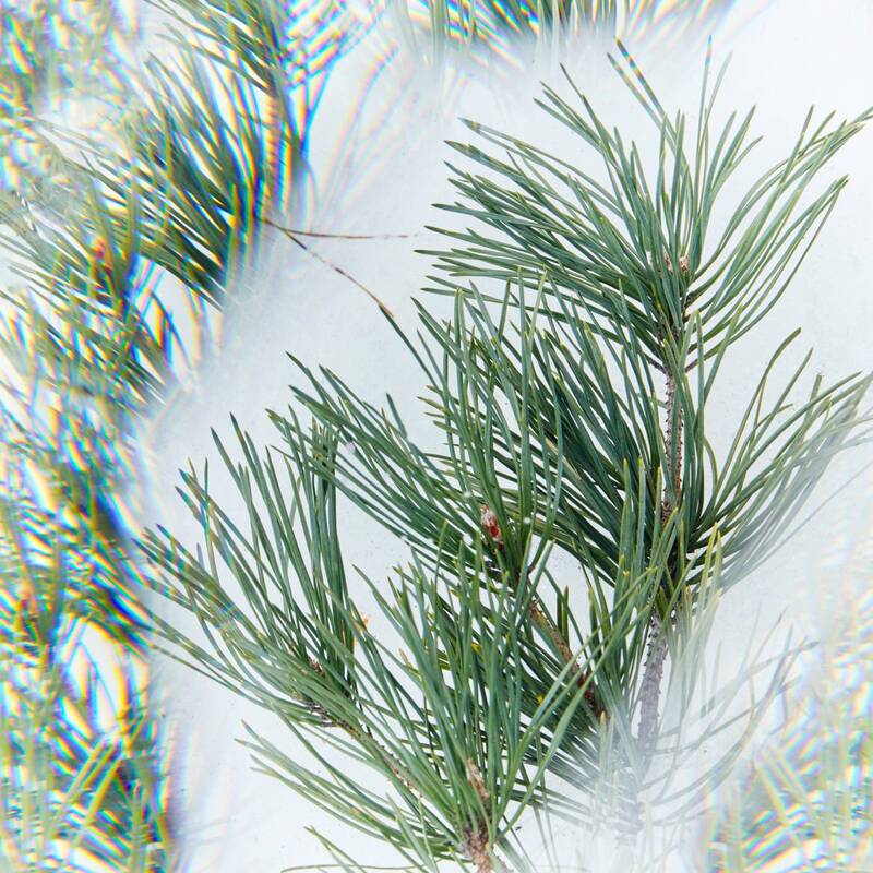 лес, ветки Лесная абстракция фото превью