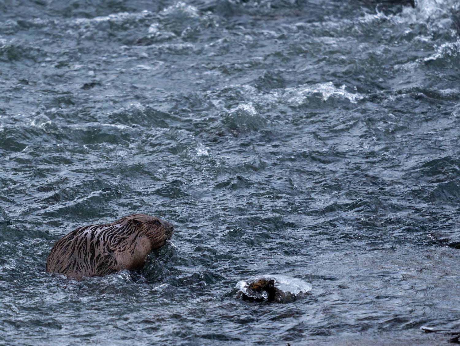 , Климина Татьяна
