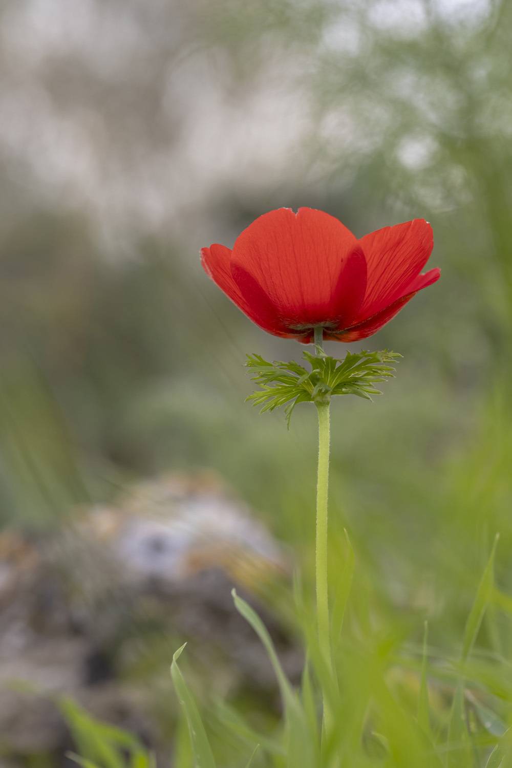 macro, flowers, nature, plants, anemone, israel, Nikolay Tatarchuk