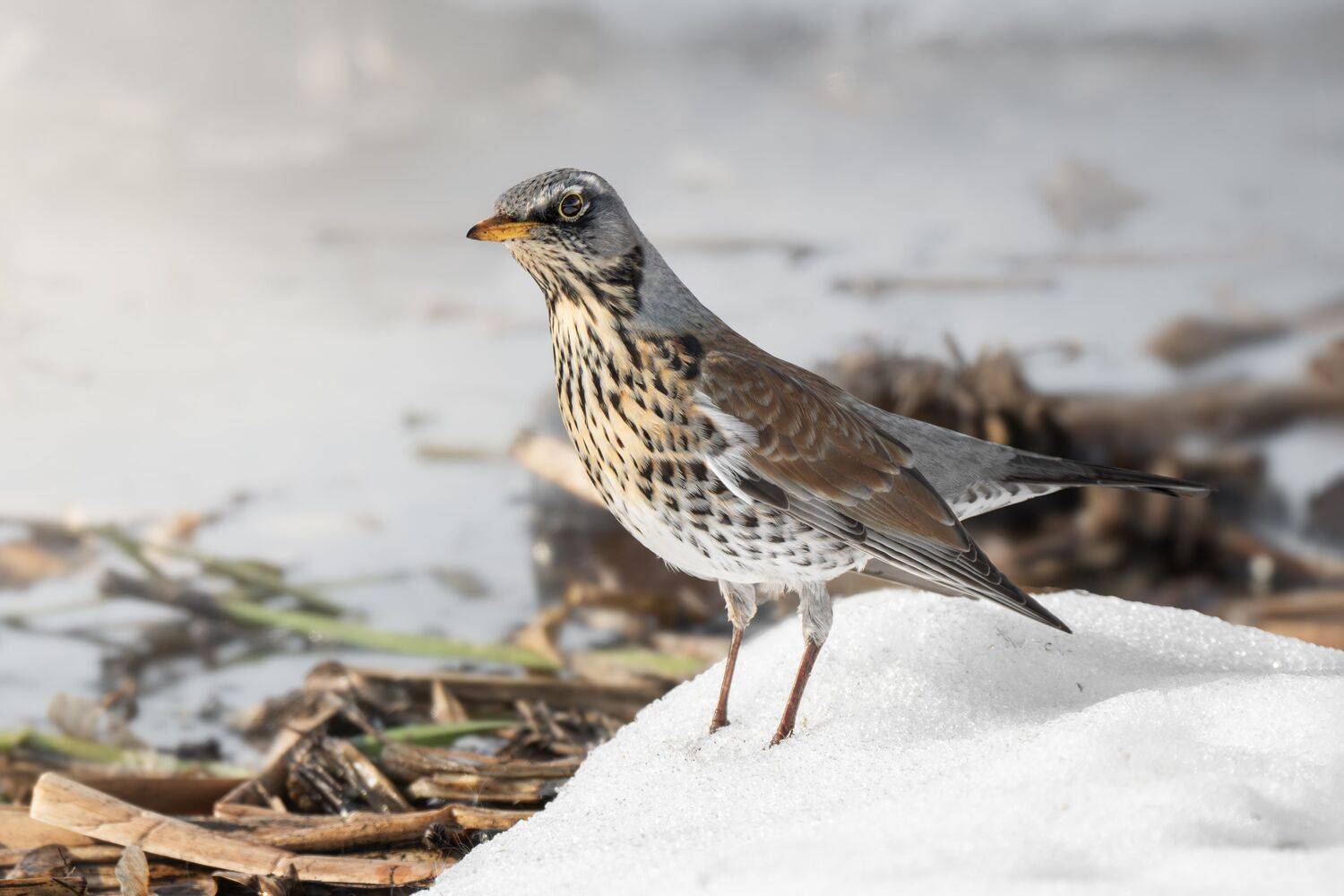 , Полина Шальнева