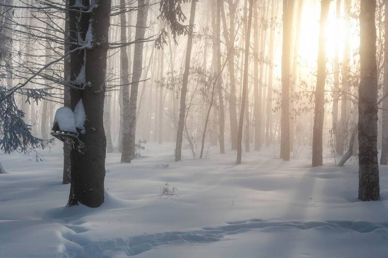 Морозная свежесть… Frosty freshness... фото превью