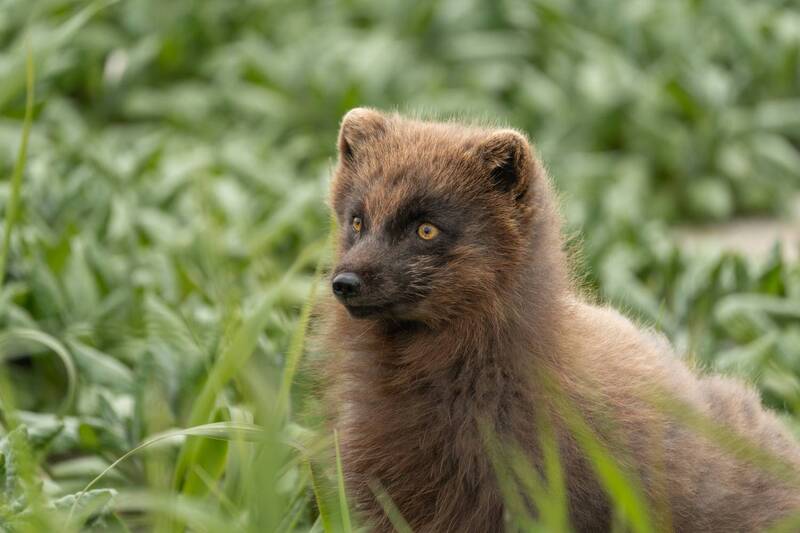 Песцы на острове Янкича фото превью