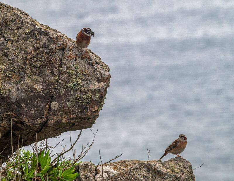 красноухая овсянка, птица, приморский край, остров шкота Красноухие овсянки фото превью