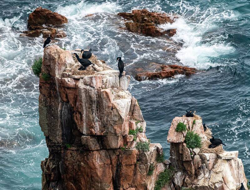 большой баклан, птица, приморский край, остров шкота Бакланы на гнездах фото превью