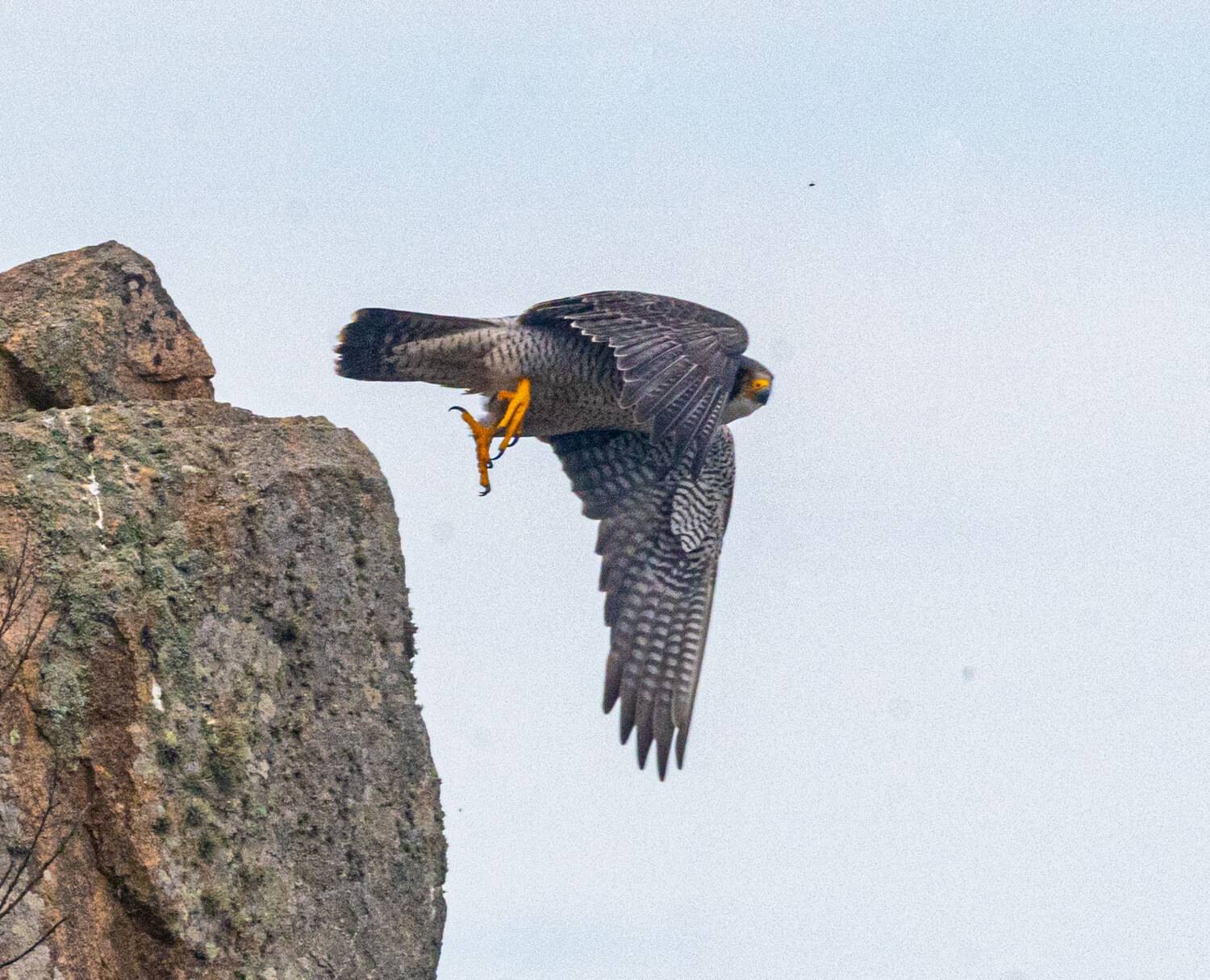 сапсан, ястреб, птица, приморский край, остров шкота, Савчук Сергей