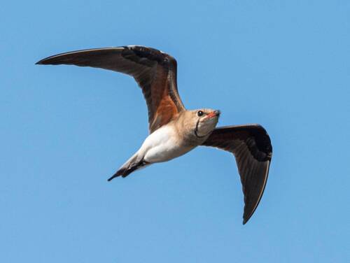Луговая тиркушка в полете