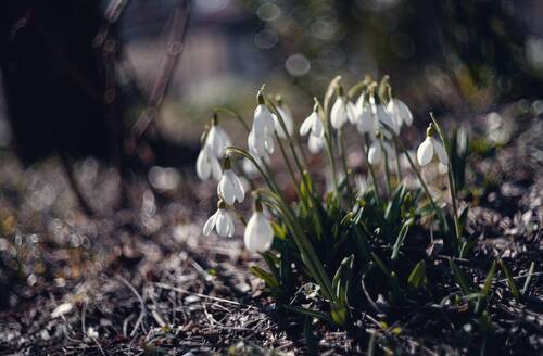 Мартовских подснежников обитель.