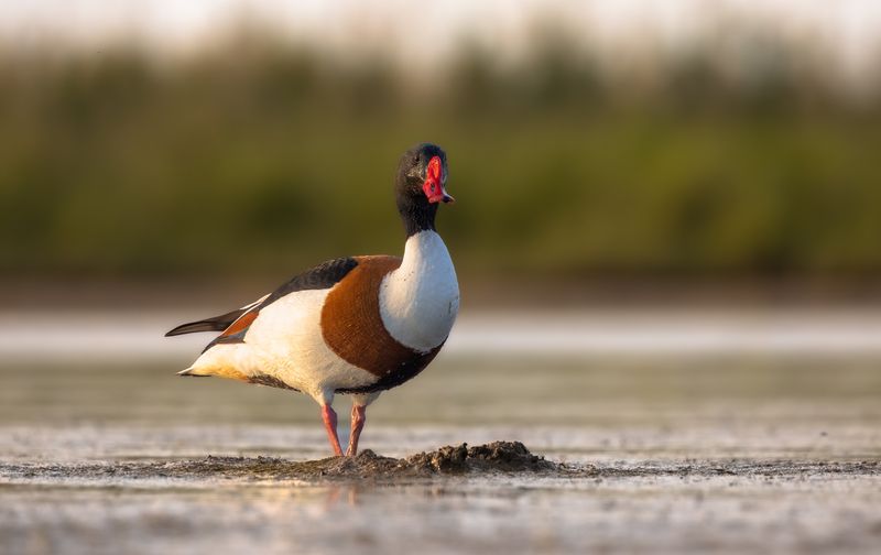 Пеганка. фото превью